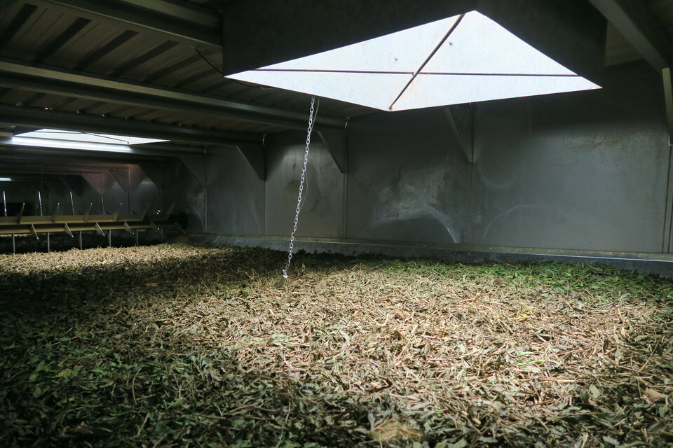 Duboisia Leaf Drying in Alvan Blanch