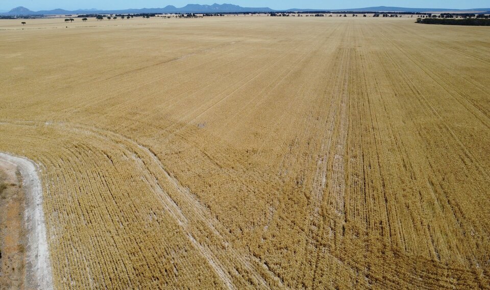 Western Australian Wheat crop to dry