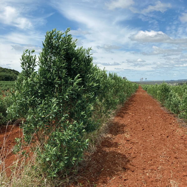 Duboisia Plant in Kingaroy